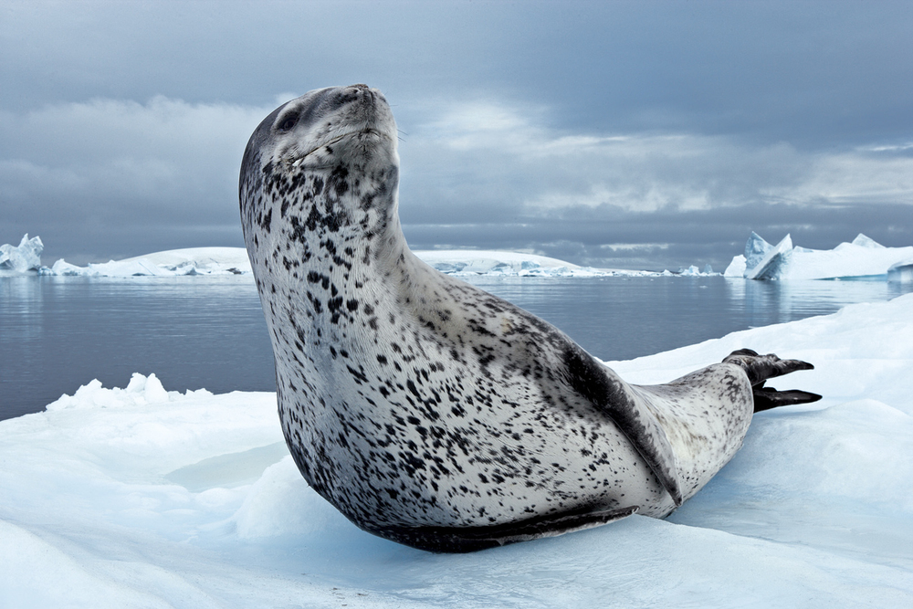 Una foca Leopardo si riposa su una lastra di ghiaccio paul nicklen grandi fotografi national geographic