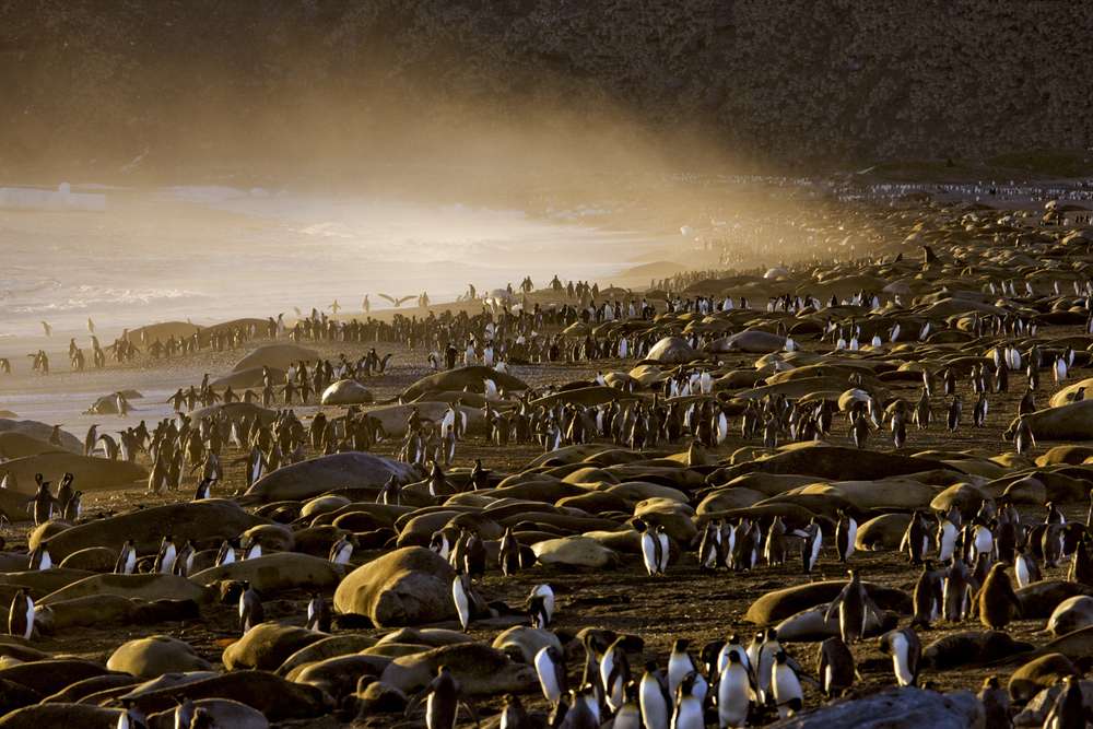 Pinguini Reali a St. Andrews. - Paul Nicklen