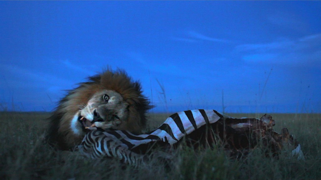 leone zebra michael nick nichols - grandi fotografi national geographic