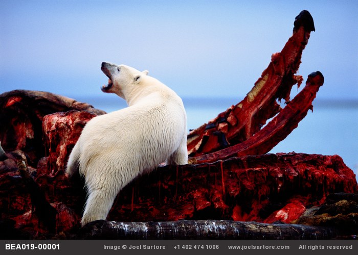 orso polare e balena joel sartore - grandi fotografi national geographic