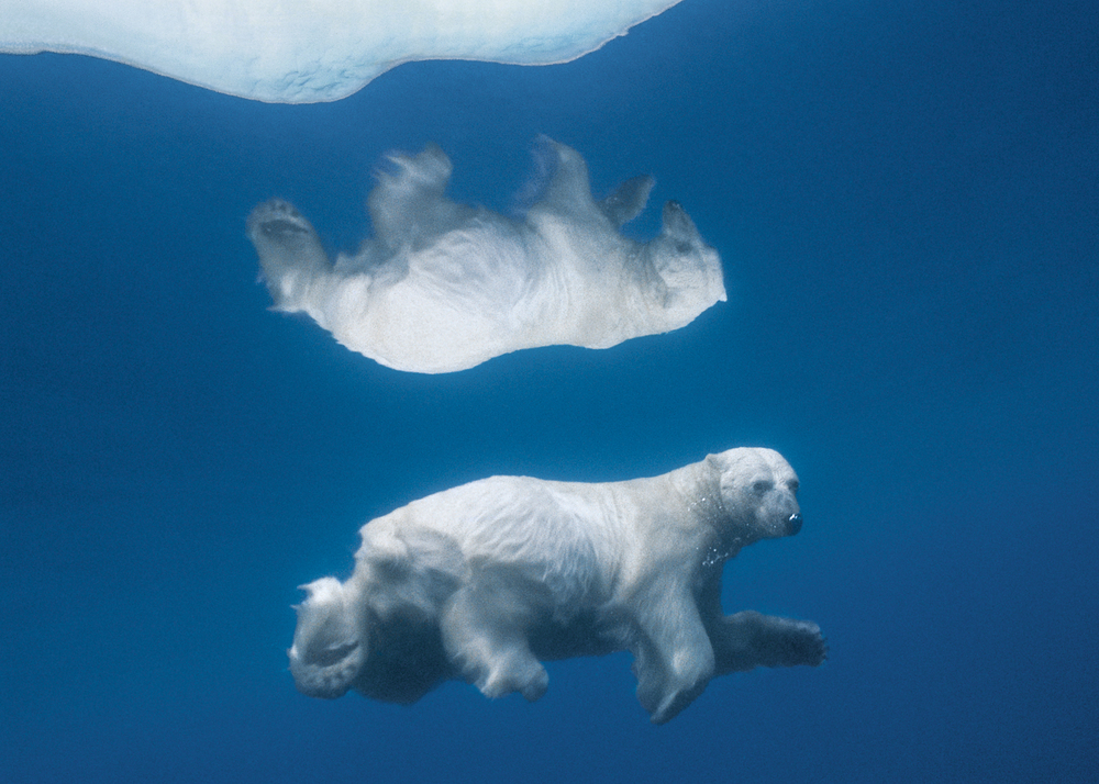 orso polare nuota sotto lastra ghiaccio paul nicklen