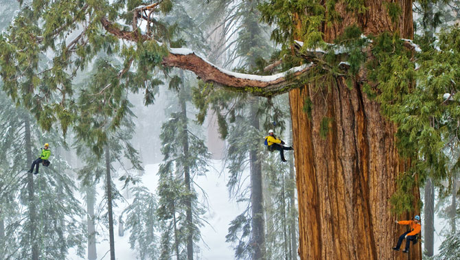 sequoia climbing michael nick nichols - grandi fotografi national geographic