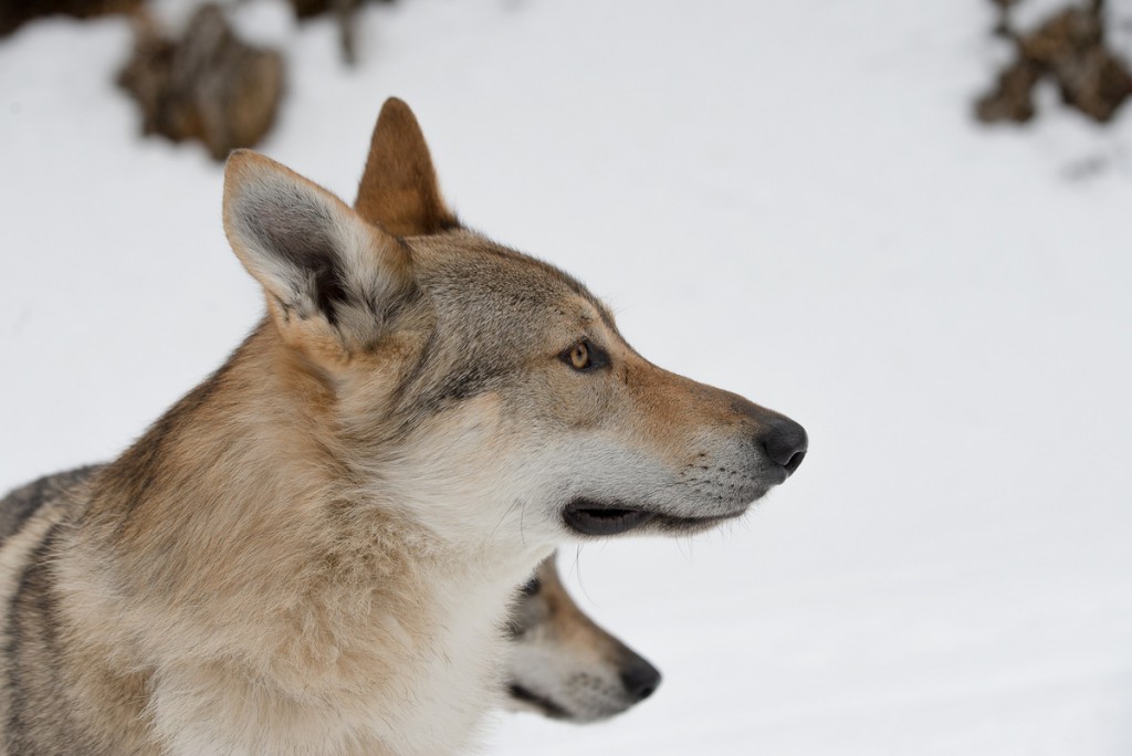 bilanciamento del bianco sulla neve con 2 cani lupo in primo piano