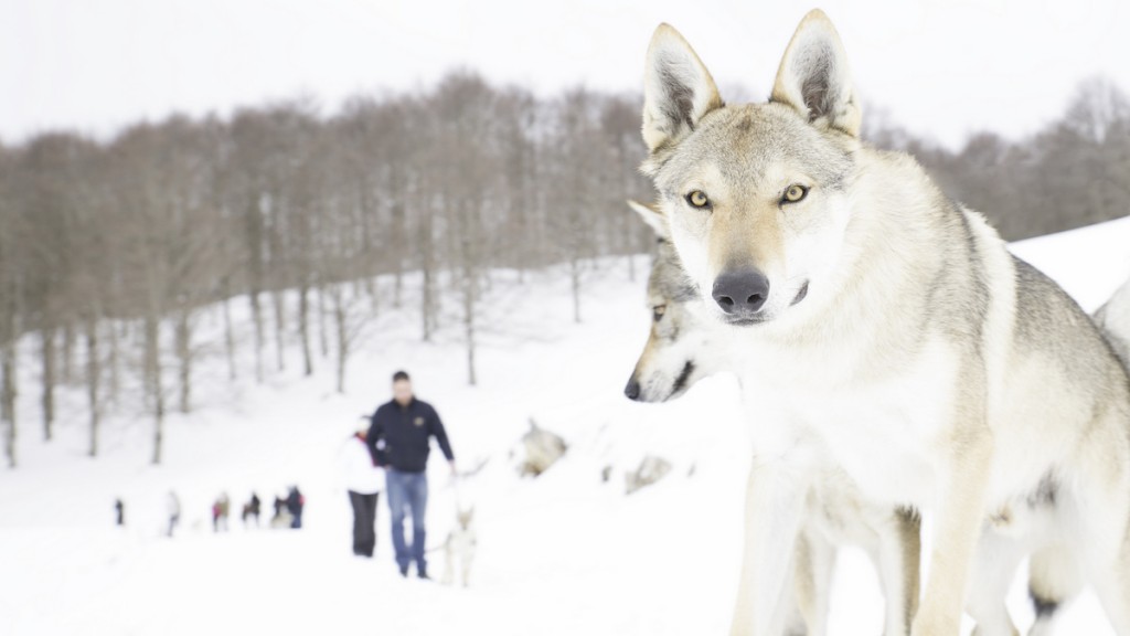 come fotografare la neve che cade e i lupi cecoslovacchi