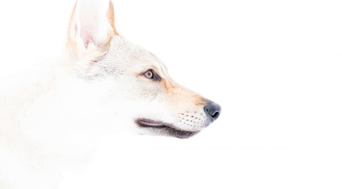 fotografare sulla neve cane lupo cecoslovacco