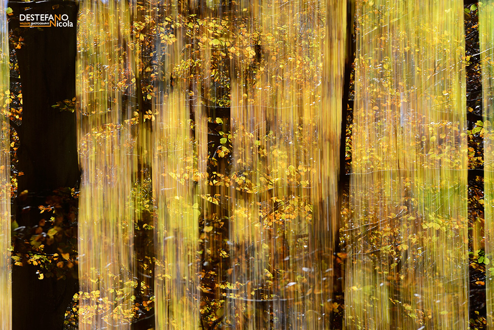 alberi riflessi sull'acqua fotografati da Nicola Destefano