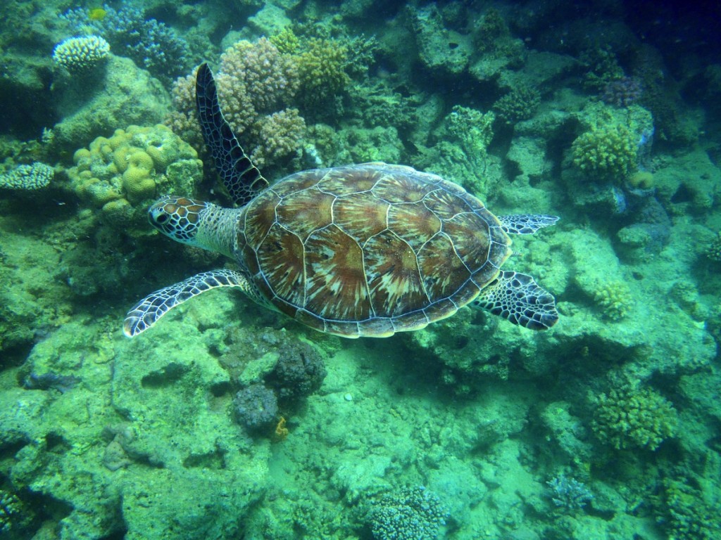 tartaruga marina fotografata con OLYMPUS DIGITAL CAMERA 