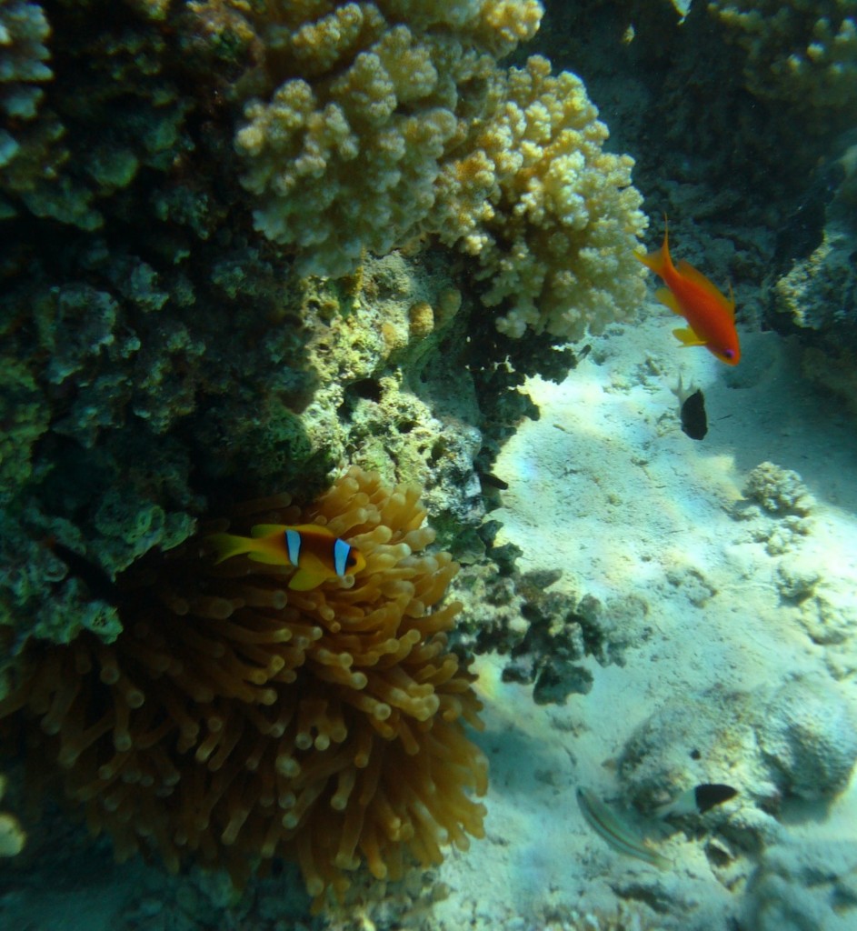 pesci e fauna sottomarina fotografati con una rugged camera