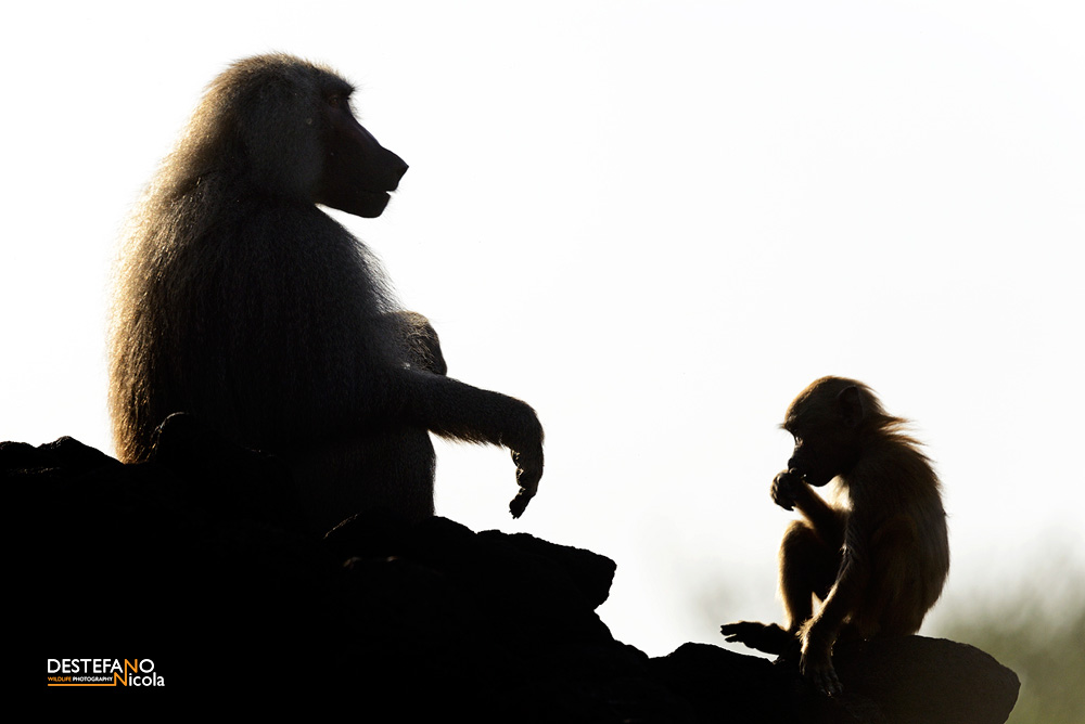 fotografia di Nicola Destefano: due babbuini in controluce nella natura