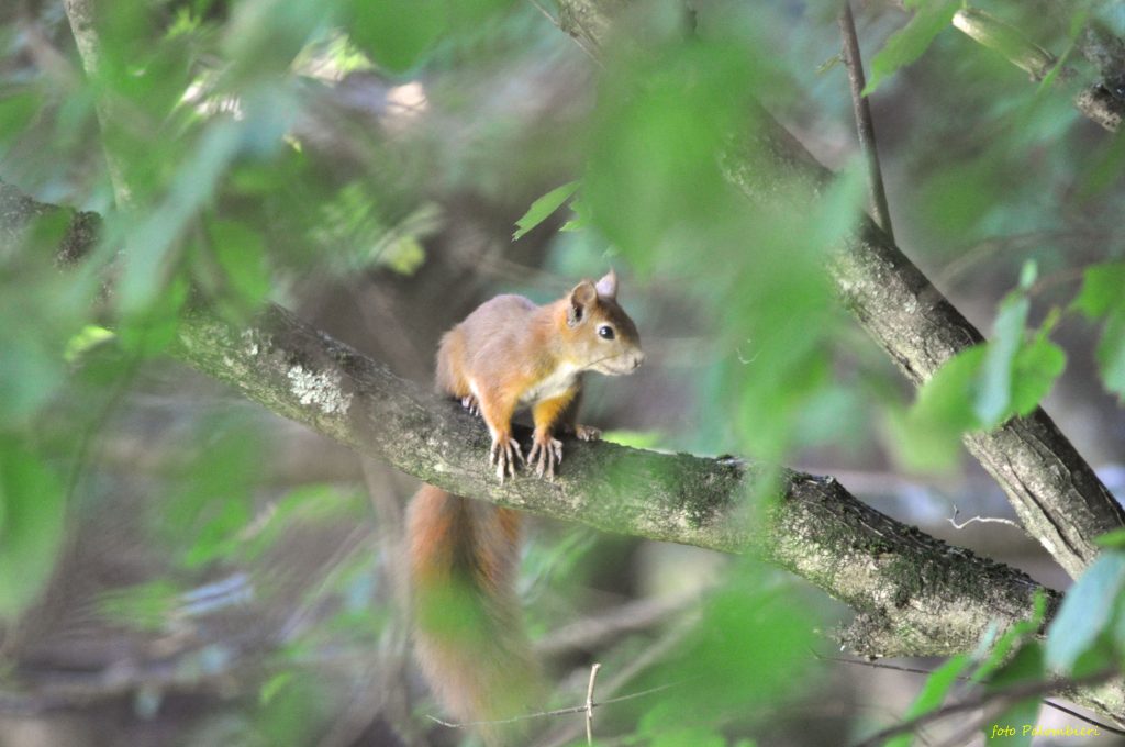 Fotografia di animale (scoiattolo) fatta con Reflex Nikon D90