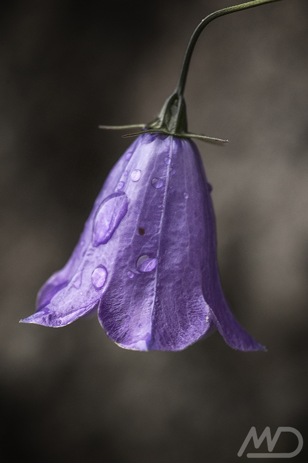 foto di una campanula viola