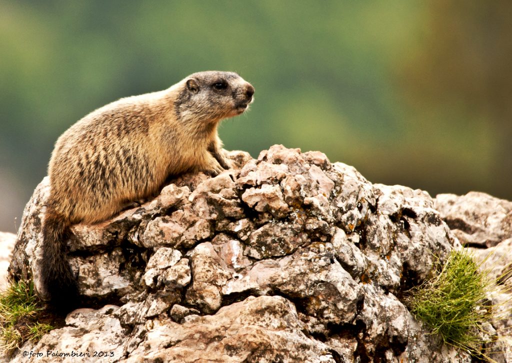 foto di una marmotta in montagna