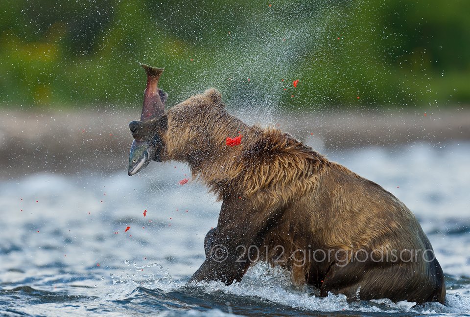 Fotografia naturalistica di un Orso grizzly, Kamchatka