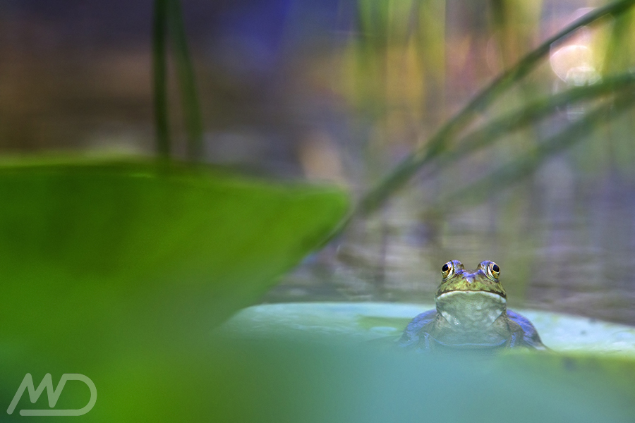 foto di una rana verde